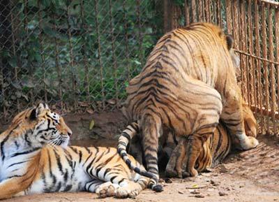 Two Siberian tigers mate as another one casts a side-look in the Xionghu Mountain Villa, a breeding center for tigers, bears, lions and other wild lives, in Guilin, southwest China's Guangxi Zhuang Autonomous Region, May 4, 2009. (Xinhua
