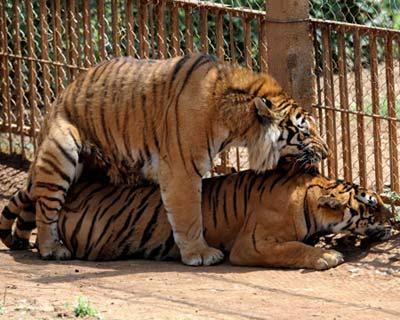 Two Siberian tigers mate in the Xionghu Mountain Villa, a breeding center for tigers, bears, lions and other wild lives, in Guilin, southwest China's Guangxi Zhuang Autonomous Region, May 4, 2009. (Xinhua