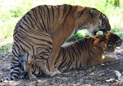 Two Siberian tigers mate in the Xionghu Mountain Villa, a breeding center for tigers, bears, lions and other wild lives, in Guilin, southwest China's Guangxi Zhuang Autonomous Region, May 4, 2009. (Xinhua photo)