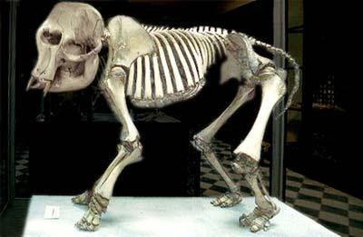 Prehistoric&nbsp;pygmy&nbsp;elephant,&nbsp;discovered&nbsp;in&nbsp;Għar&nbsp;Dalam