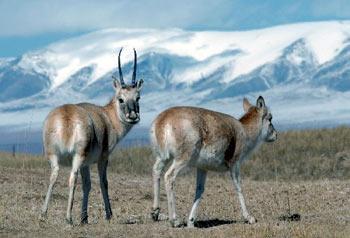 The population of Tibetan antelopes in Hol Xil, a key nature reserve in northwest China for the endangered animal, has increased to 60,000 from less than 20,000 in 10 years.