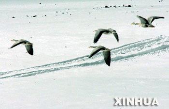 Currently, Ke Ke Xi Li Nature Reserve Administration Bureau is going all out to mobilize the masses to protect the wild animals.